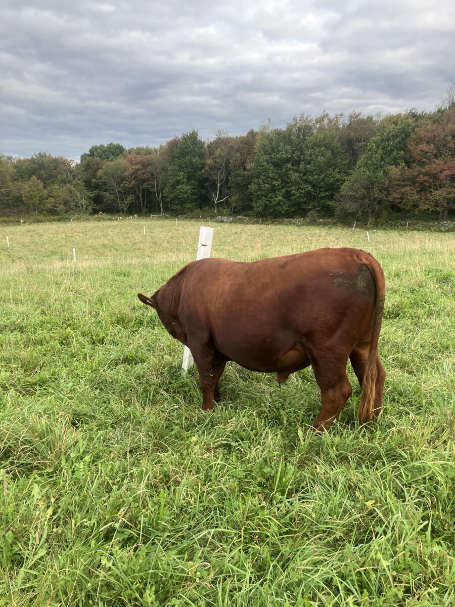 FullBlood 2 year old bull for sale