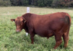 FullBlood 2 year old bull for sale