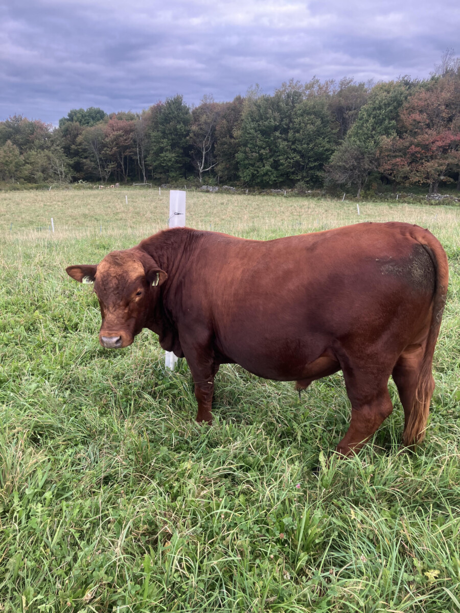 FullBlood 2 year old bull for sale