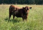 Yearling percentage bull – ready to breed for fall calfing