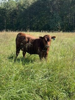Yearling percentage bull – ready to breed for fall calfing