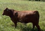 Yearling percentage bull – ready to breed for fall calfing