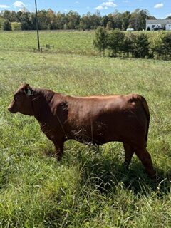 Yearling percentage bull – ready to breed for fall calfing