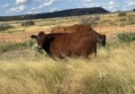 30 steers