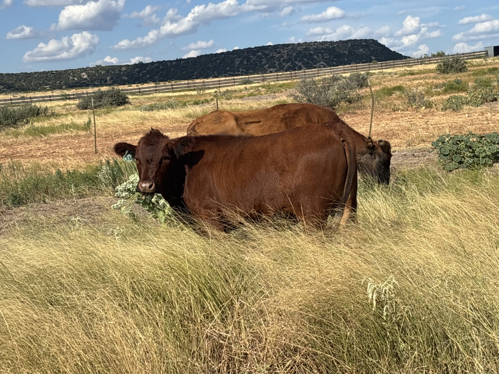 30 steers