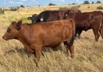 30 steers