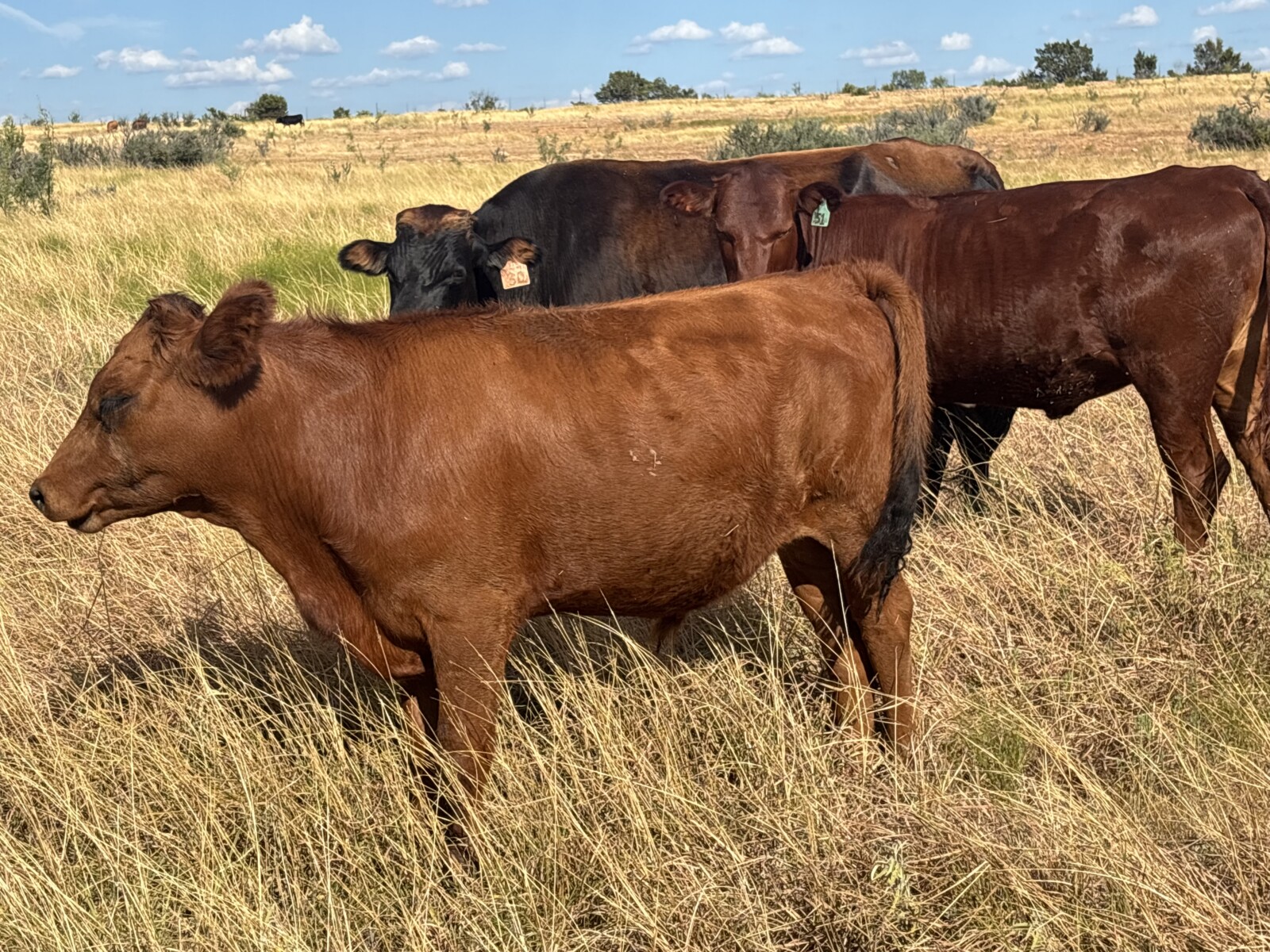 30 steers