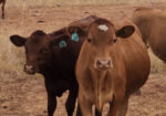 30 steers