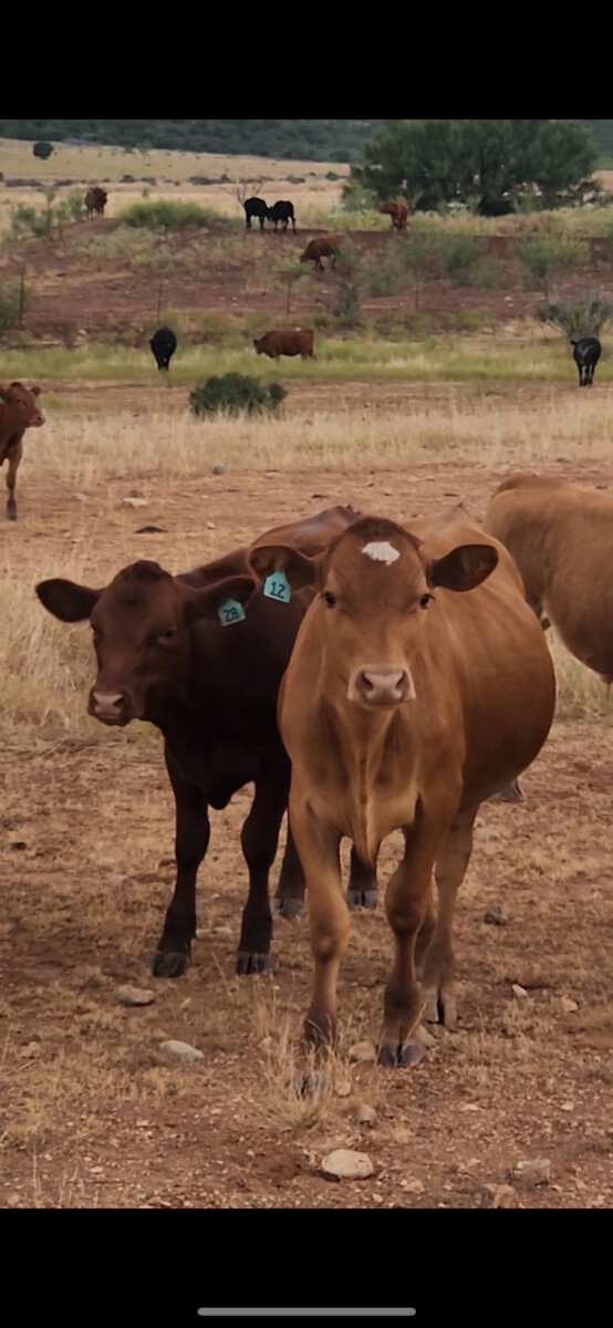 30 steers