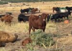 30 steers