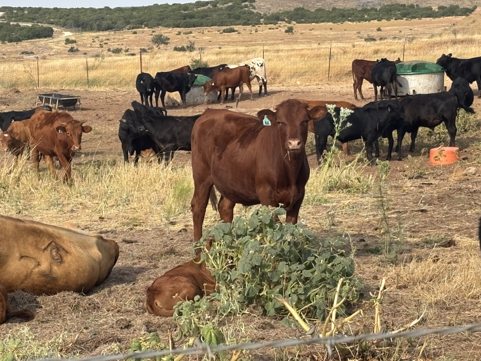 30 steers