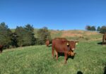 FOR SALE: Premium 100% Grass-Fed Registered Fullblood South Poll Heifers 