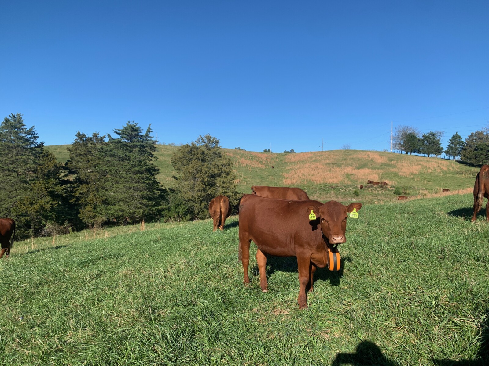 FOR SALE: Premium 100% Grass-Fed Registered Fullblood South Poll Heifers 