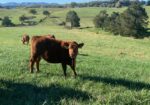 FOR SALE: Premium 100% Grass-Fed Registered Fullblood South Poll Heifers 
