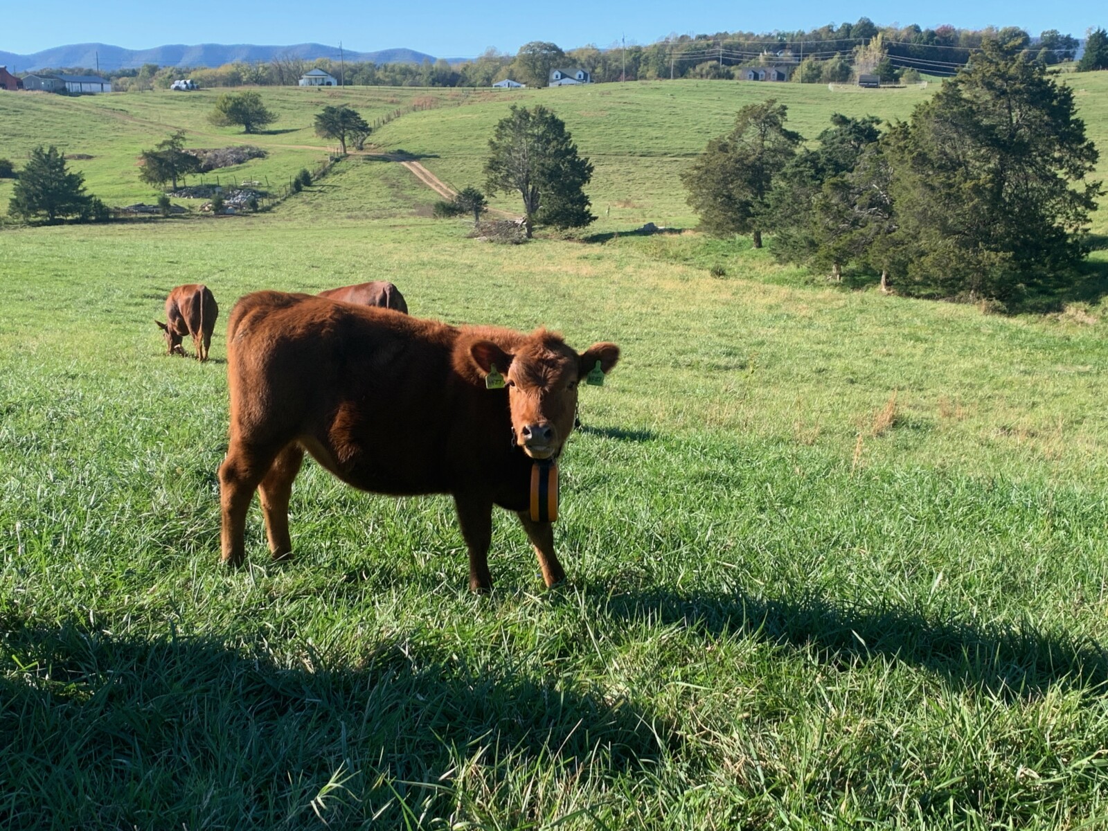 FOR SALE: Premium 100% Grass-Fed Registered Fullblood South Poll Heifers 