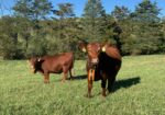 FOR SALE: Premium 100% Grass-Fed Registered Fullblood South Poll Heifers 