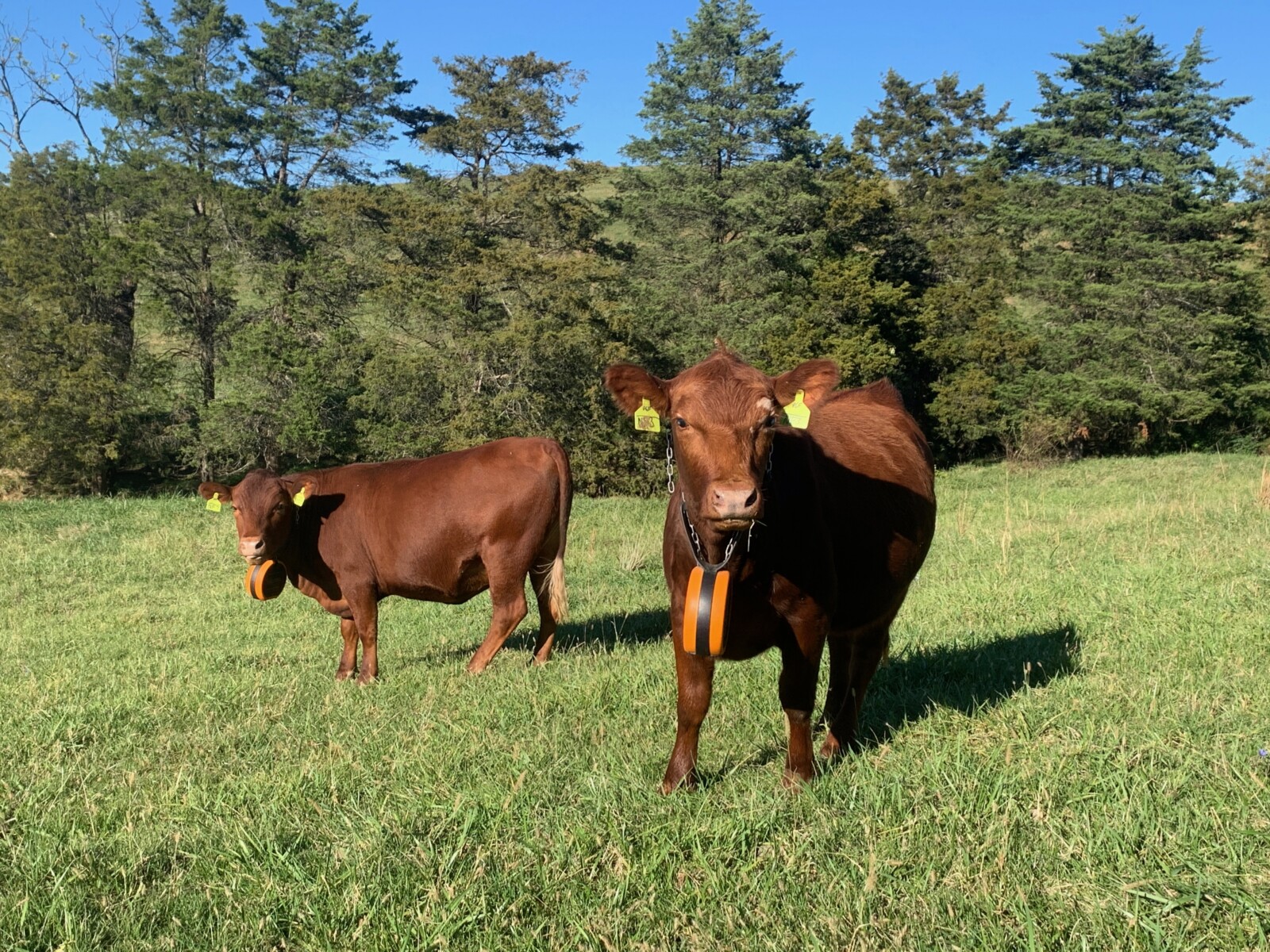 FOR SALE: Premium 100% Grass-Fed Registered Fullblood South Poll Heifers 