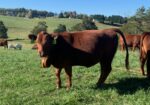 FOR SALE: Premium 100% Grass-Fed Registered Fullblood South Poll Heifers 