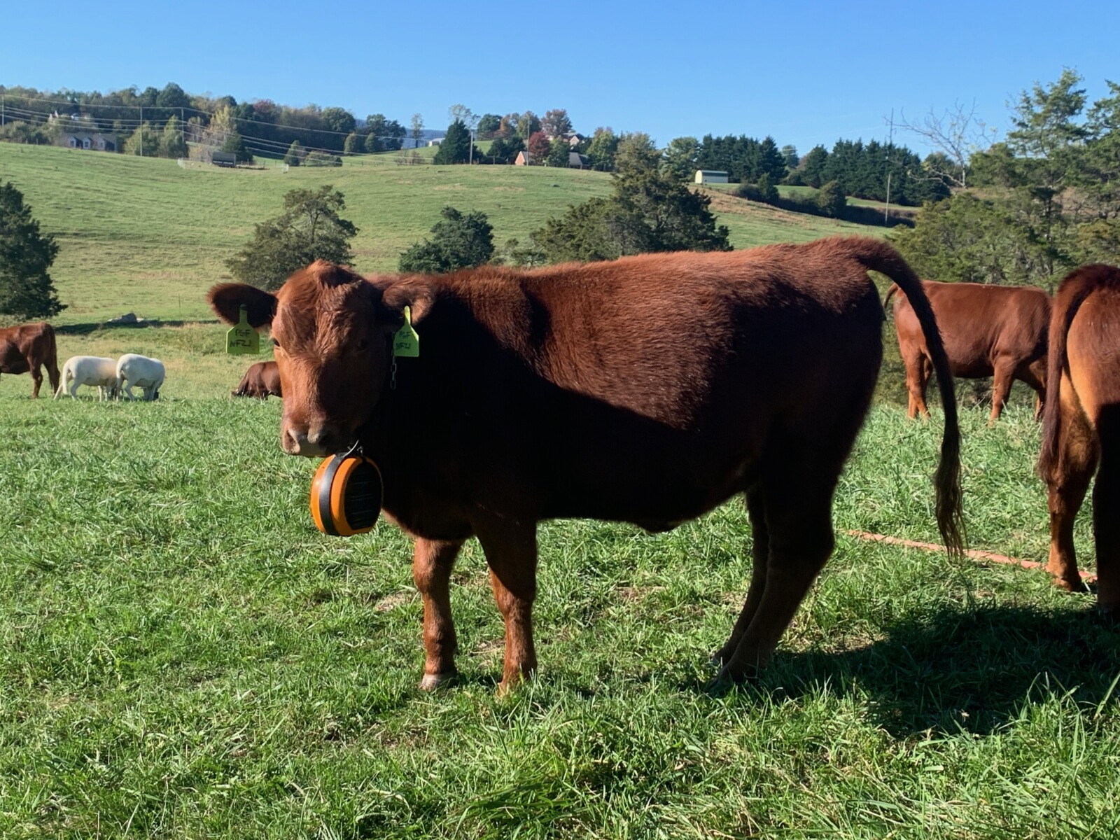 FOR SALE: Premium 100% Grass-Fed Registered Fullblood South Poll Heifers 