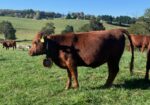 FOR SALE: Premium 100% Grass-Fed Registered Fullblood South Poll Heifers 
