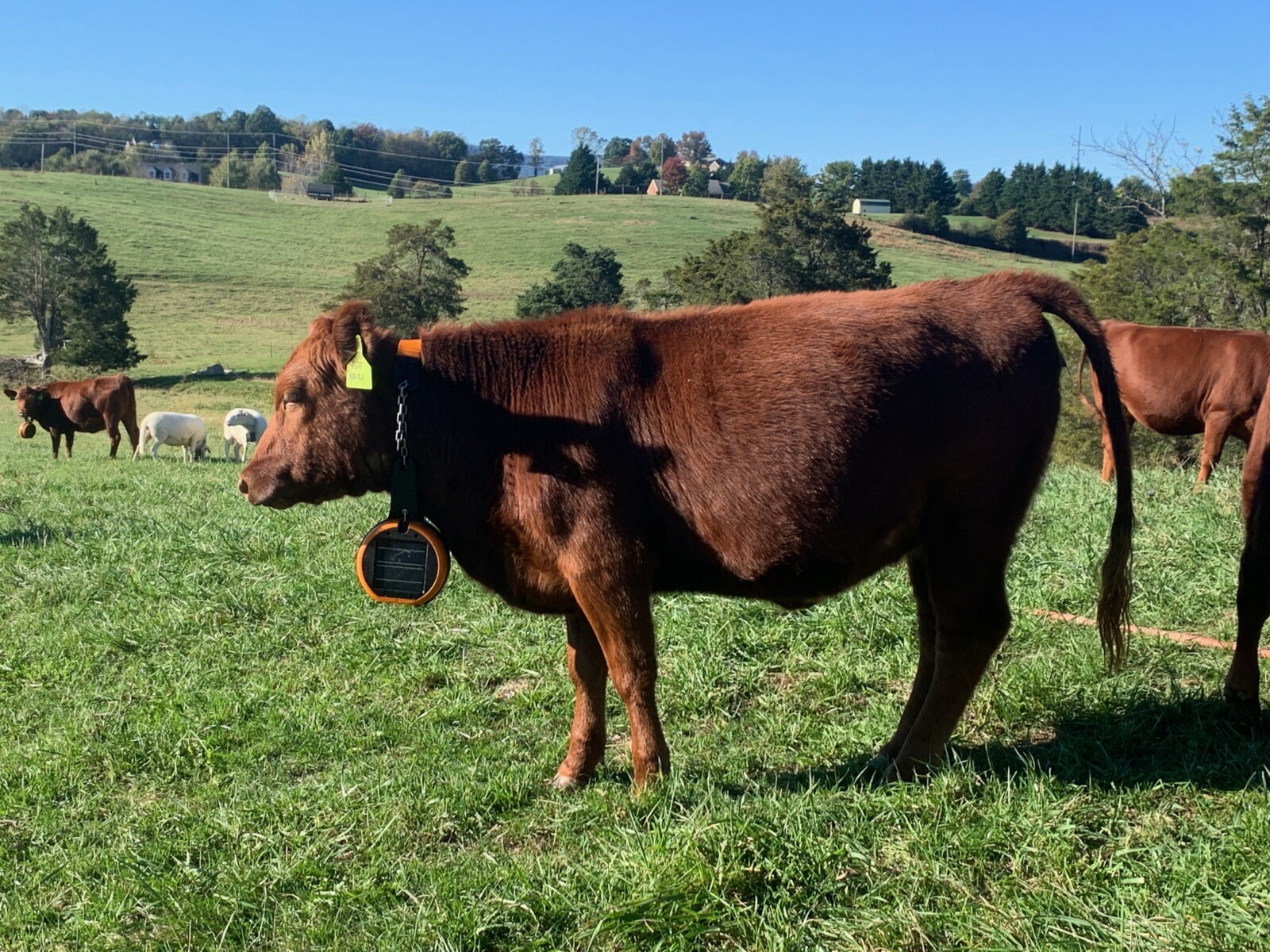 FOR SALE: Premium 100% Grass-Fed Registered Fullblood South Poll Heifers 