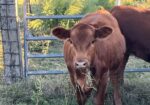 Full blood Heifer for sale AL