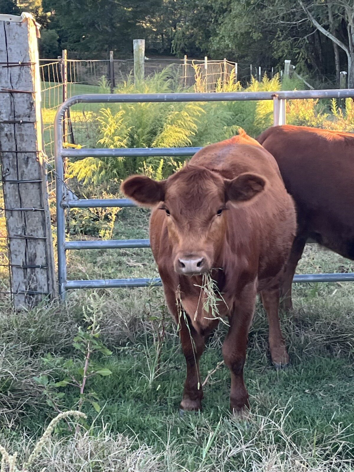 Full blood Heifer for sale AL