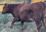 Full blood Heifer for sale AL