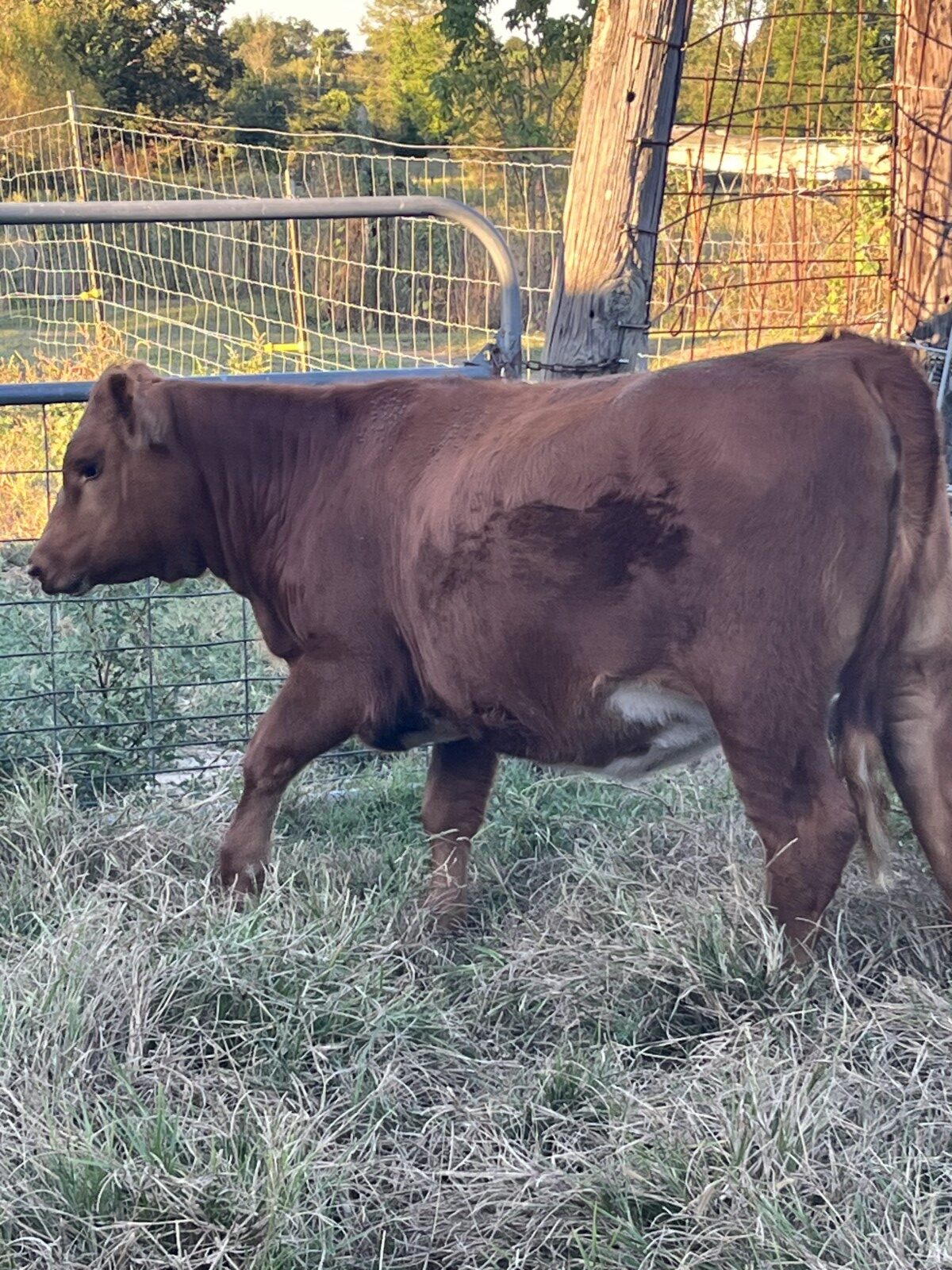 Full blood Heifer for sale AL