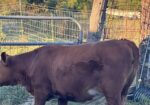 Full blood Heifer for sale AL