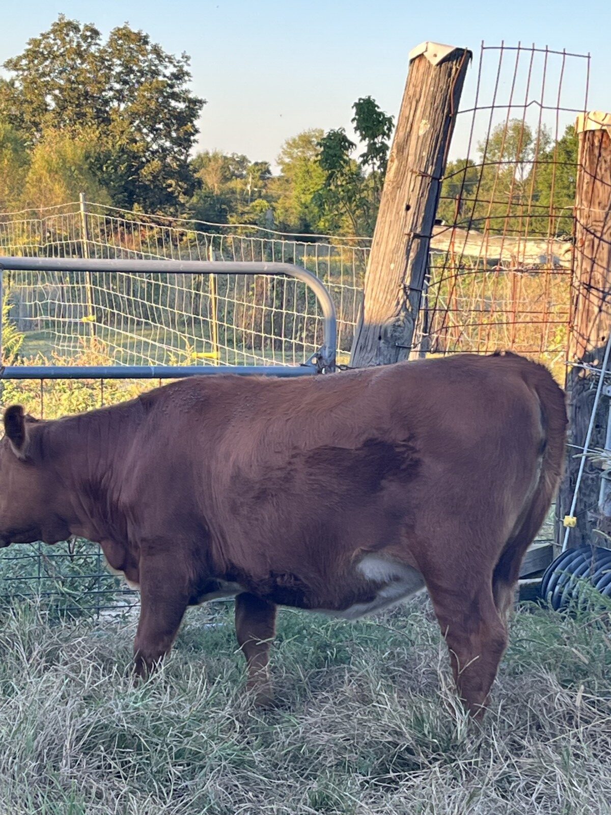 Full blood Heifer for sale AL