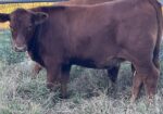 Full blood Heifer for sale AL