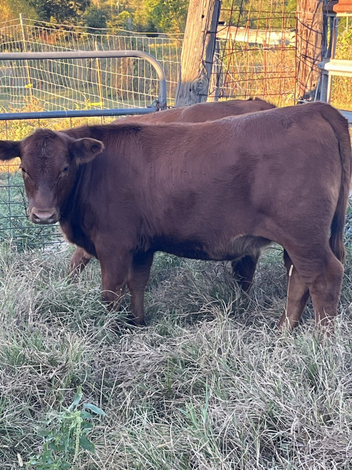 Full blood Heifer for sale AL