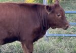 Full blood Heifer for sale AL