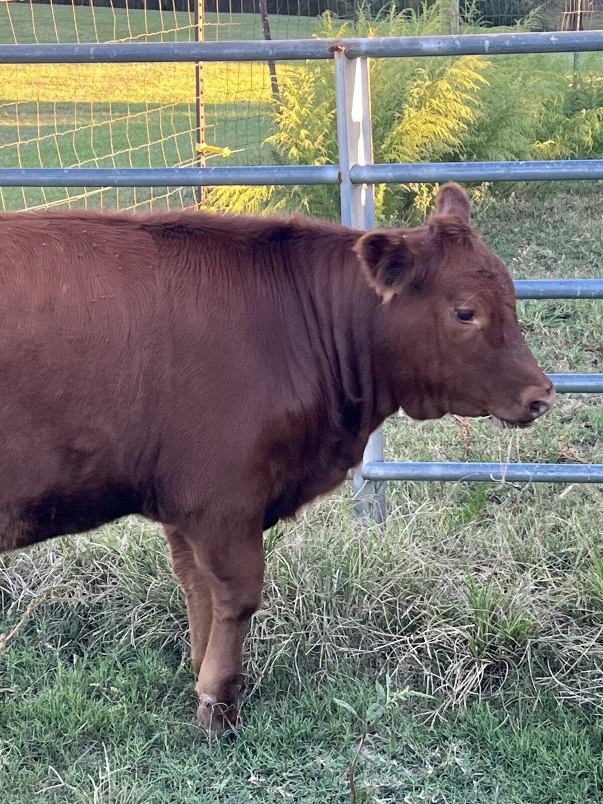 Full blood Heifer for sale AL