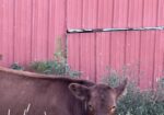 Full blood Heifer for sale AL