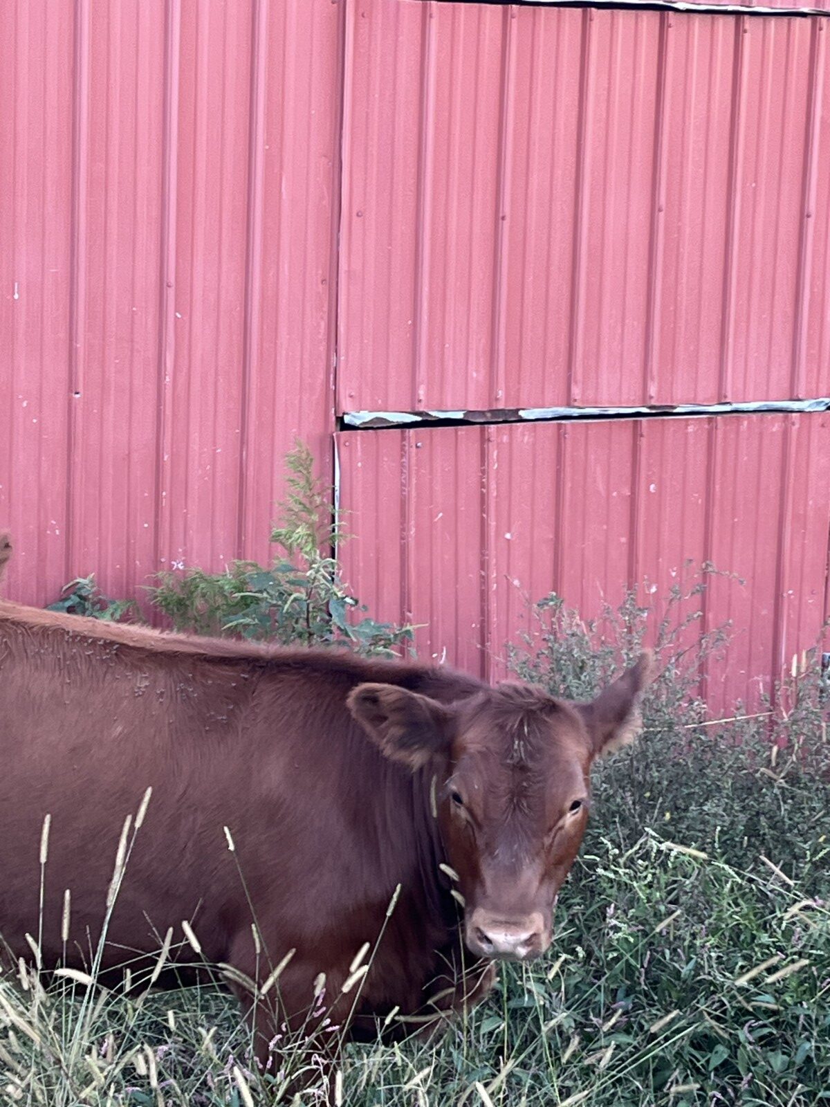 Full blood Heifer for sale AL