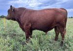2023 50% Registered 3 in 1 Bred Cow with Steer Calf