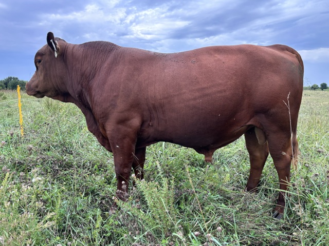 2023 50% Registered 3 in 1 Bred Cow with Steer Calf