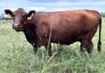 2023 50% Registered 3 in 1 Bred Cow with Steer Calf