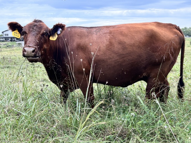 2023 50% Registered 3 in 1 Bred Cow with Steer Calf