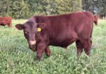 2023 50% Registered 3 in 1 Bred Cow with Steer Calf