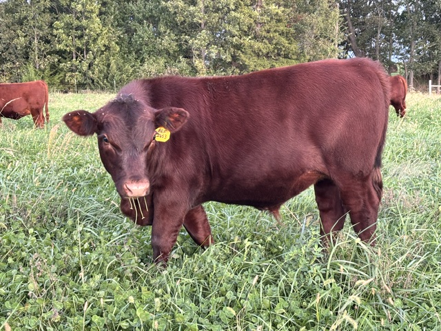 2023 50% Registered 3 in 1 Bred Cow with Steer Calf