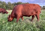 2023 50% Registered 3 in 1 Bred Cow with Steer Calf