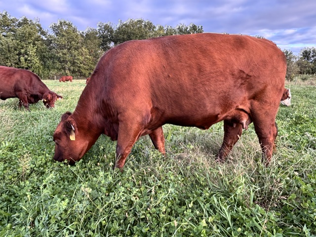 2023 50% Registered 3 in 1 Bred Cow with Steer Calf