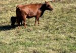 Cow/calf Pairs