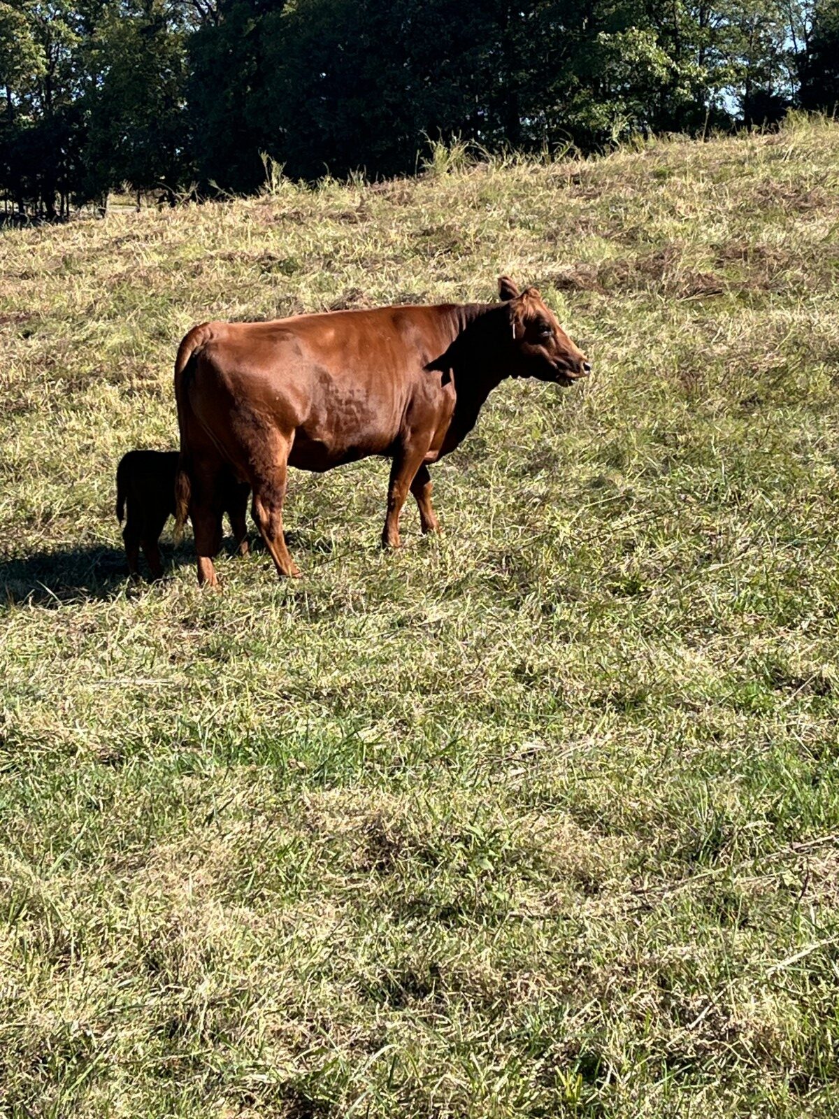 Cow/calf Pairs