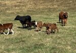 Cow/calf Pairs