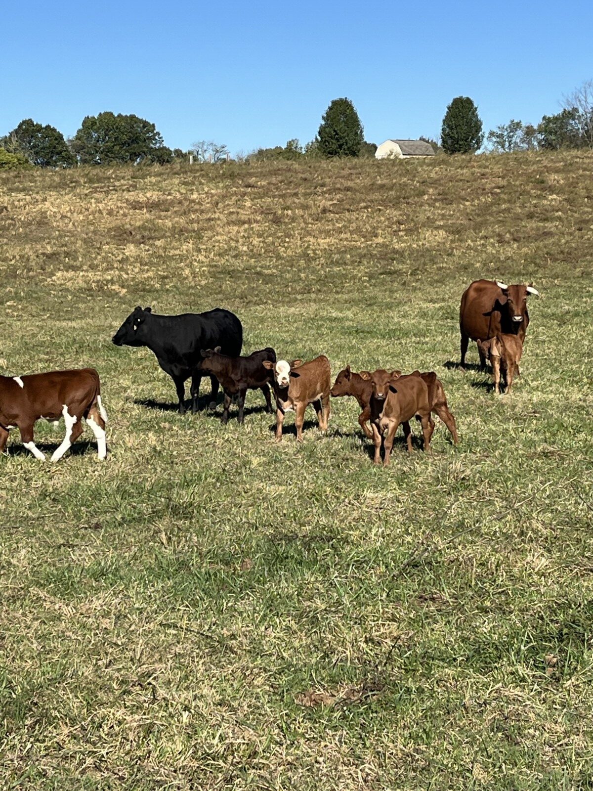 Cow/calf Pairs