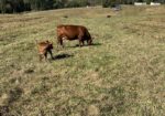 Cow/calf Pairs